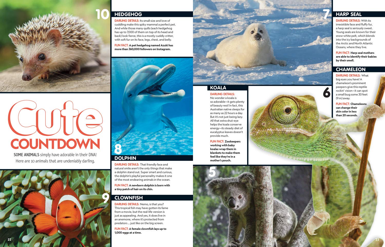 This Book is Cute: The Soft and Squishy Science and Culture of Aww - Explore the Psychology of Cuteness | Perfect Gift for Animal Lovers & Kawaii Enthusiasts | Great for Coffee Table Decor and Relaxation Reading
