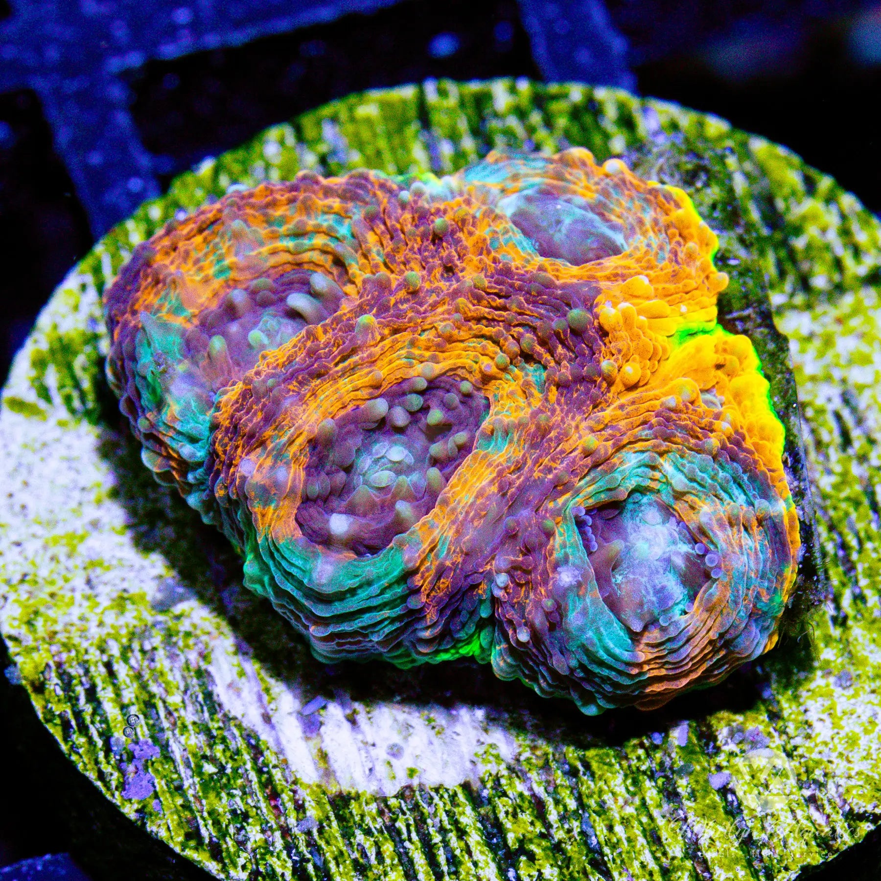 Premium E5 Camo Echinata Coral - WYSIWYG Live Coral for Saltwater Aquariums | Perfect for Reef Tanks & Marine Displays