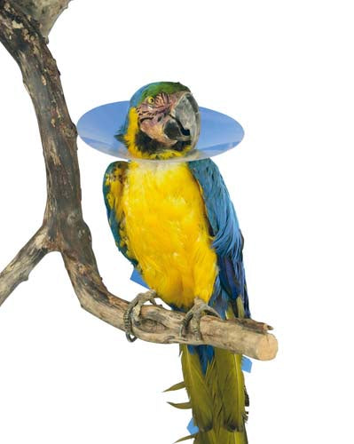 Buster Bird Elizabethan Collar for Dogs & Cats - Soft Recovery Cone for Pet Surgery, Wound Protection & Healing - Comfortable E-Collar for Post-Surgery Care, Licking Prevention & Skin Treatment (Use After Spay/Neuter, Injury Recovery & Hot Spot Treatment)