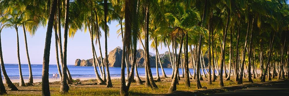 Peel & Stick Wall Murals - Tropical Palm Trees Beach Scene (84