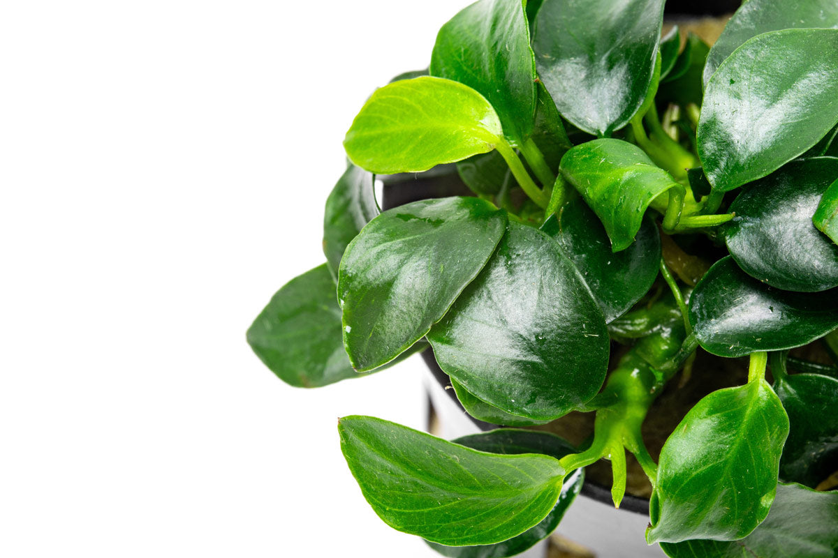 Anubias Nana Petite Live Aquarium Plant - Easy Care Freshwater Aquatic Plant for Fish Tanks, Aquascaping & Low Light Aquariums | Perfect for Beginners & Nano Tanks