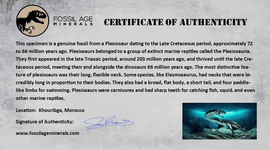 2 Authentic Plesiosaur Fossil Vertebrae - Cretaceous Dinosaur Era - Zarafasaura & Elasmosaurus Species - Includes COA - Perfect for Paleontology Collectors & Dinosaur Enthusiasts