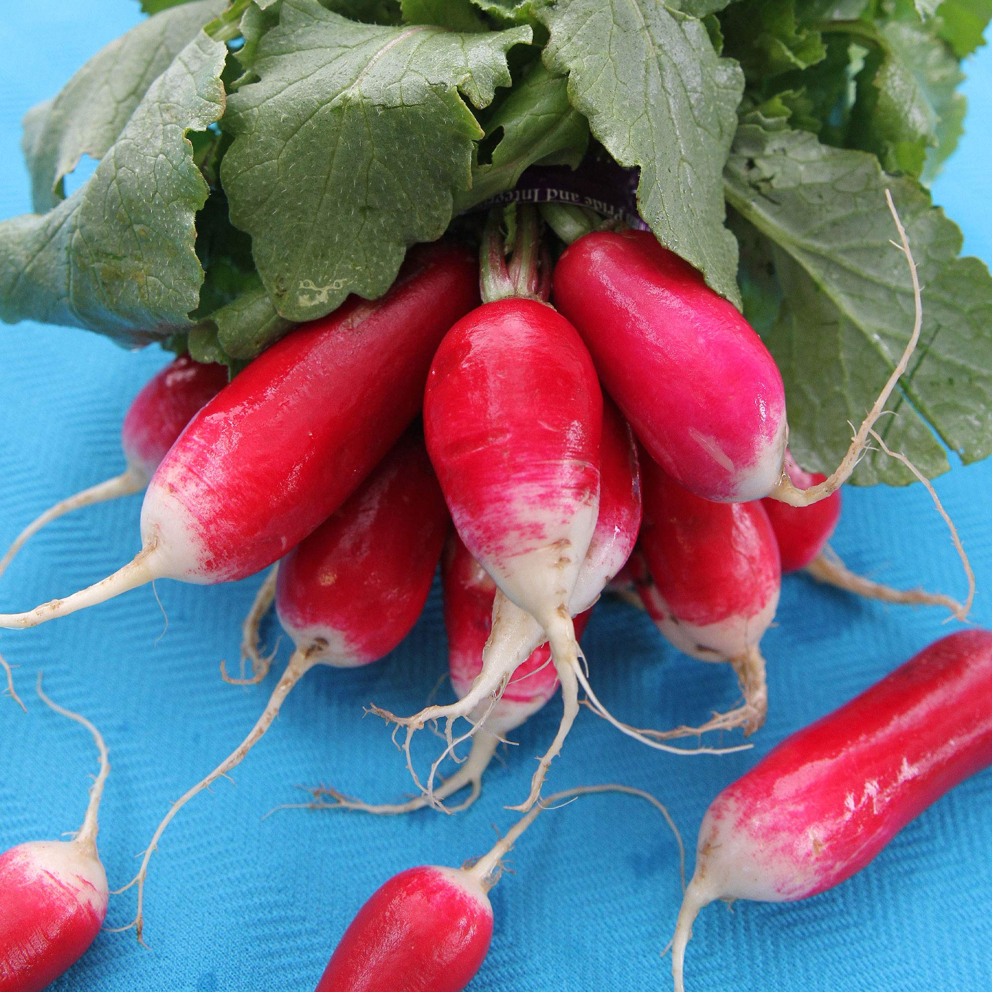 Organic French Breakfast Radish Seeds - 1oz, 2,675+ Seeds - Non-GMO Heirloom for Home Gardening