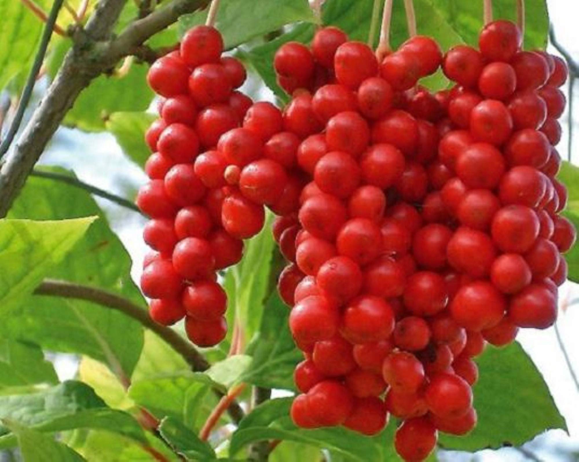Premium Schisandra Chinensis Seeds (60 Count) - Fast-Growing, Hardy Chinese Magnolia Vine for Edible Fruit - Perfect for Home Gardens, Herbal Remedies & Natural Health