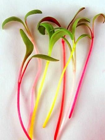Rainbow Swiss Chard Seeds - 5 Lb Bulk Non-GMO Vegetable Seeds for Home Garden, Microgreens, Indoor & Outdoor Planting - Perfect for Organic Farming, Urban Gardening, and Healthy Salad Greens