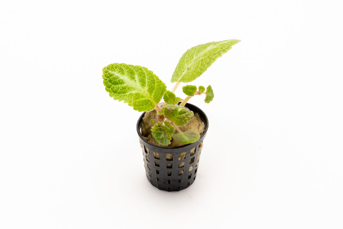 Episcia Lil Lemon - Rare Lemon Lime Variegated Houseplant for Indoor Gardens | Perfect for Home Decor, Terrariums & Office Spaces
