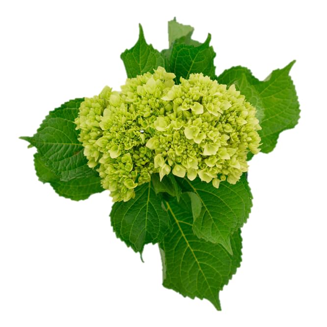 50 Fresh Cut Hydrangea Mini Green Stems - Farm Direct Flowers for Weddings, Home Decor & Events - Fast Delivery (Light Blue)