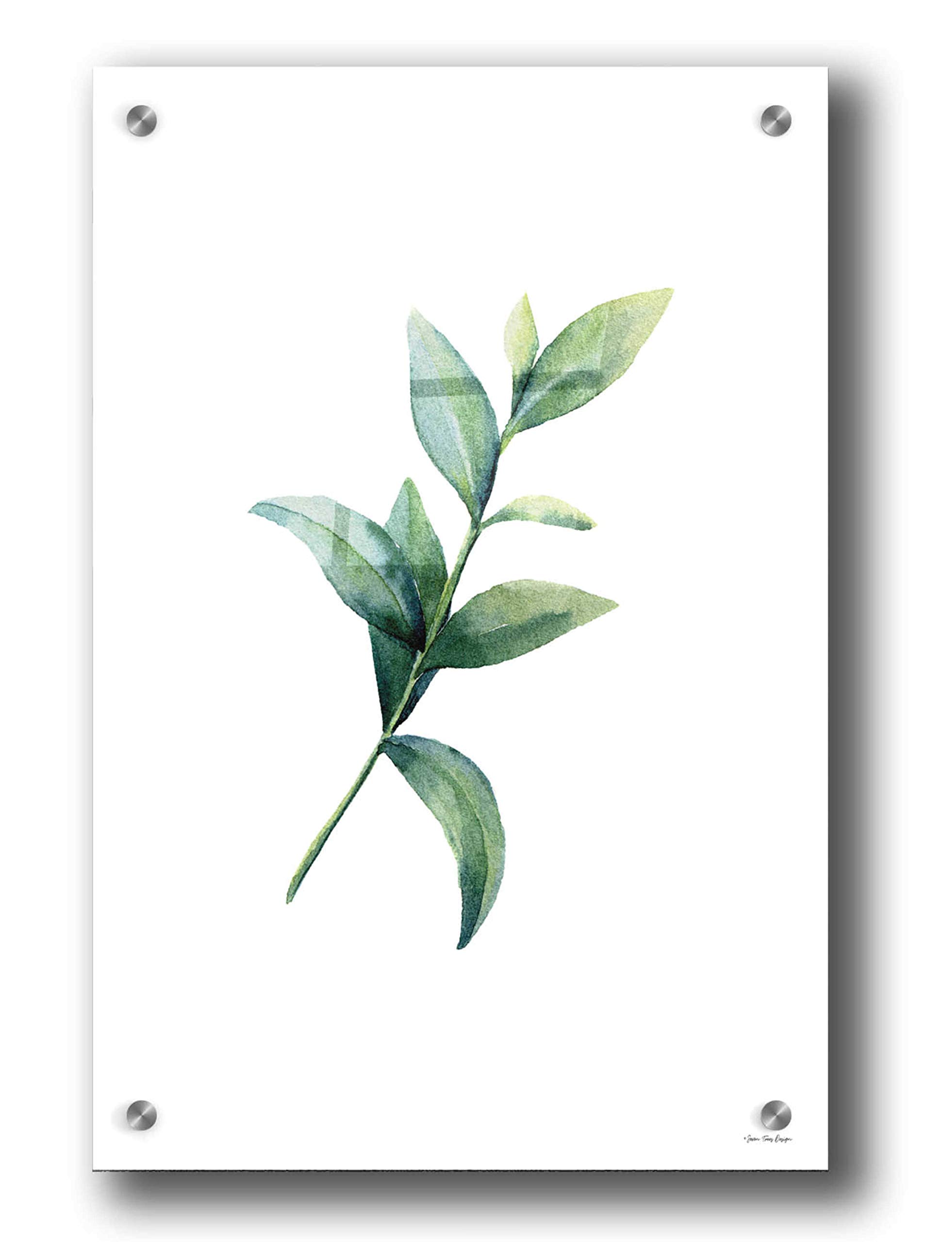 Epic Art 'Eucalyptus III' by Seven Trees Design - Premium Acrylic Glass Wall Decor 24