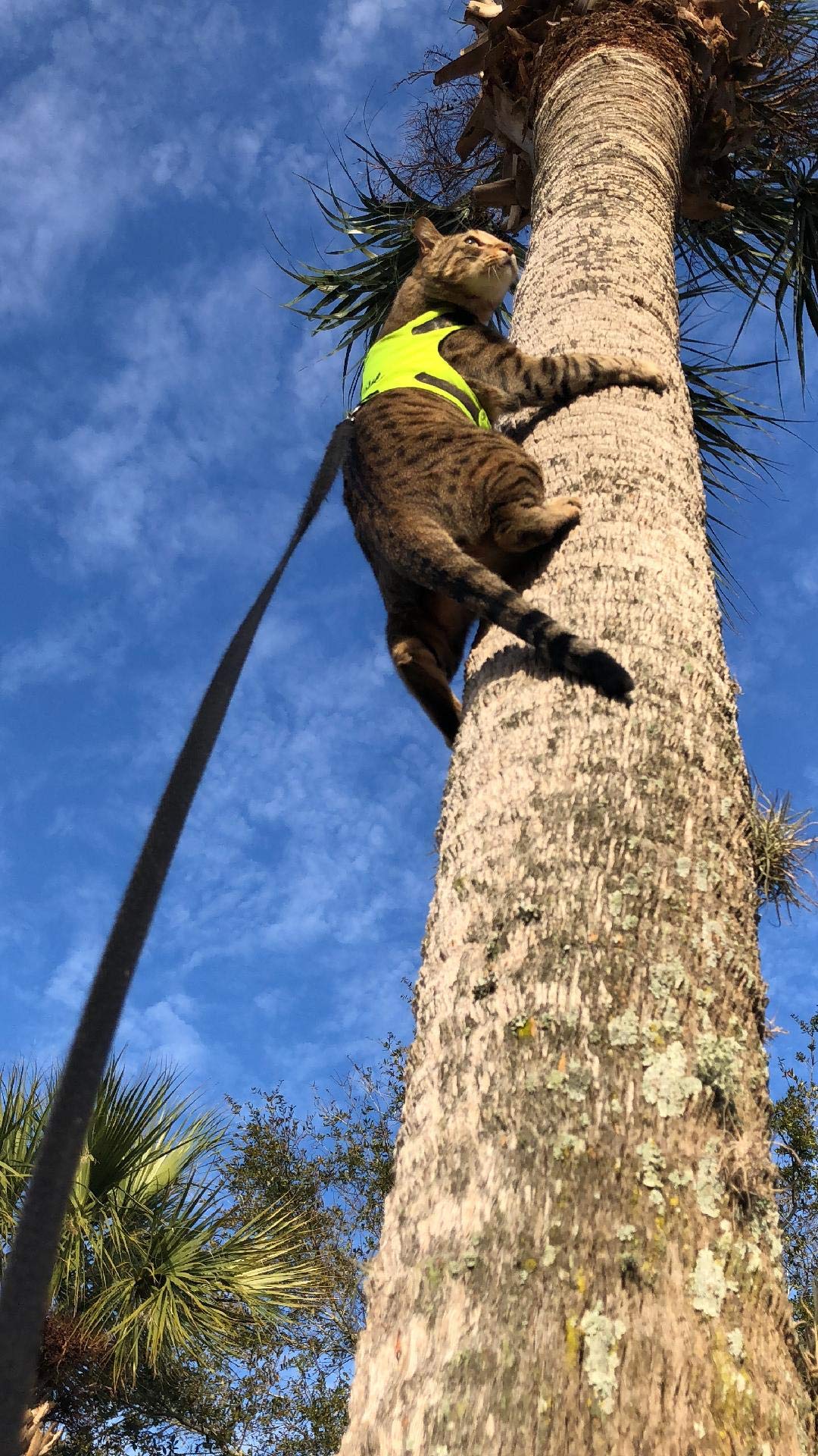 High Visibility Reflective Cat Jacket & Harness for Adult Cats - Safe Outdoor Walking & Nighttime Adventures