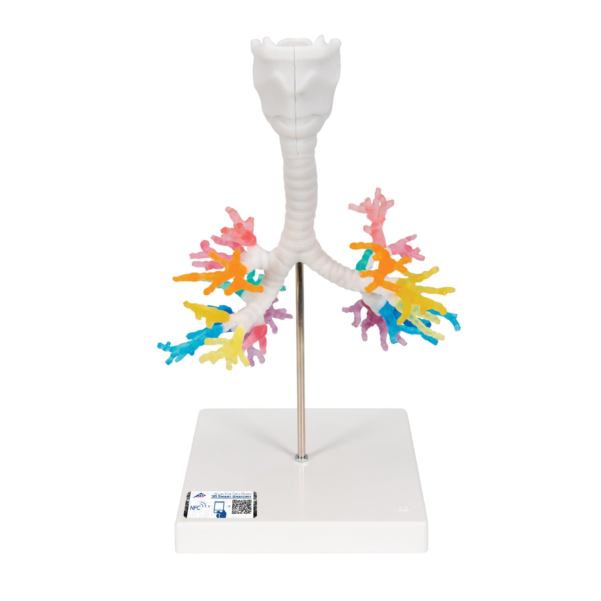 CT Bronchial Tree with Larynx Model - Human Respiratory System Anatomy Model for Medical Students, Doctors & Educators | Perfect for Classroom Demonstrations & Patient Education