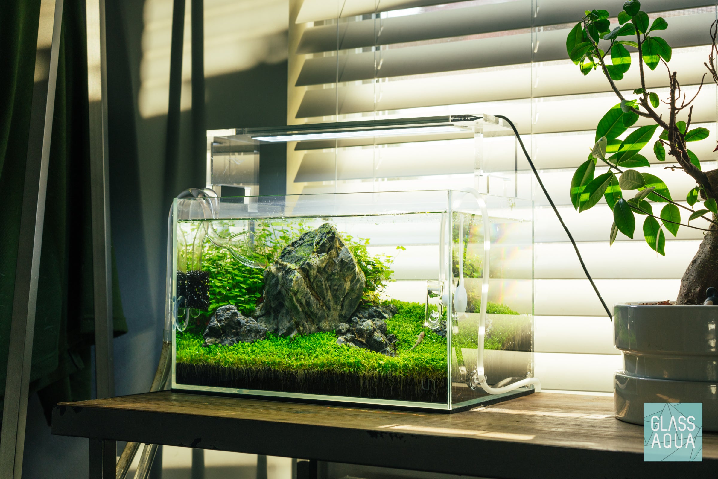 Elatine Hydropiper Aquatic Plant Tissue Culture - Live Aquarium Carpet Plant for Freshwater Fish Tanks, Shrimp Tanks & Aquascaping
