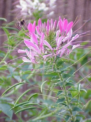 200 ROSE QUEEN CLEOME (Spider Flower) Seeds - Cleome Hasslerana Flower Seeds for Garden, Landscaping & Butterfly Attraction