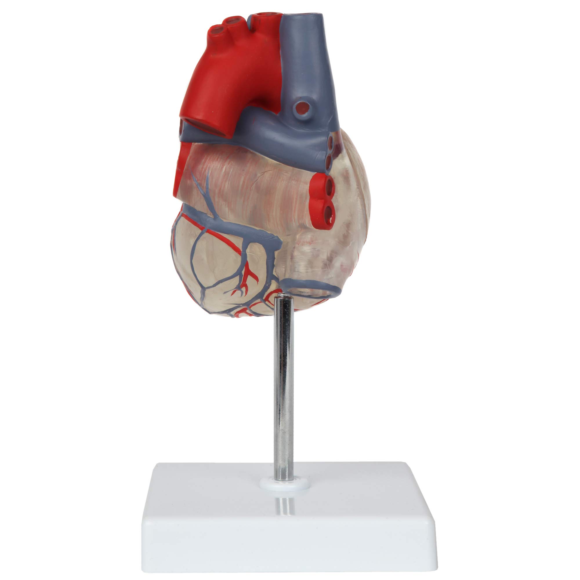 Axis Scientific Transparent 2-Part Deluxe Life Size Human Heart Model with Magnetic Assembly & Display Base - Perfect for Medical Education, Anatomy Study, and Classroom Demonstrations