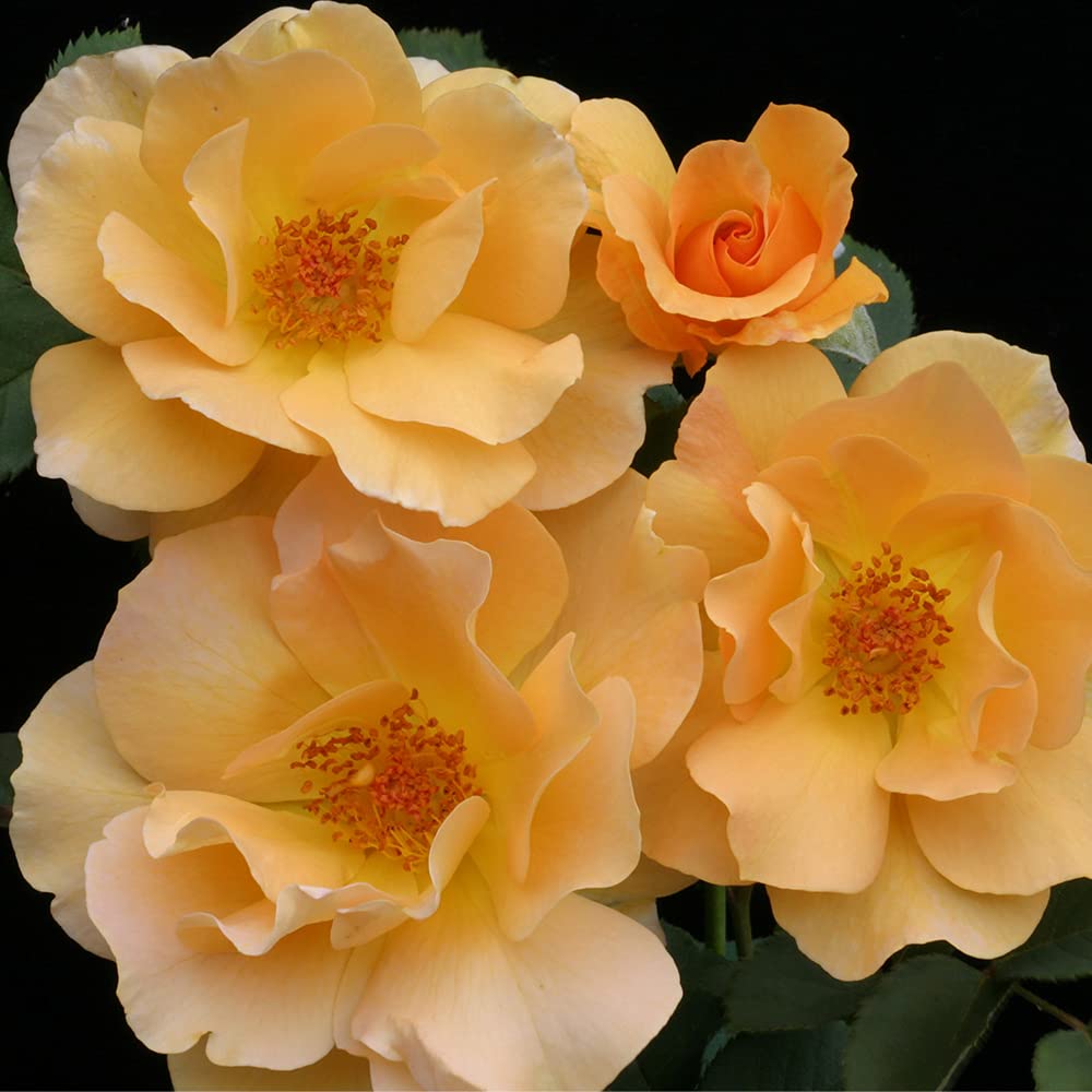 Honey Perfume™ Orange Floribunda Rose Bush - Heirloom Roses Live Plant for Outdoor Garden Planting | Perfect for Landscaping, Borders & Fragrant Gardens