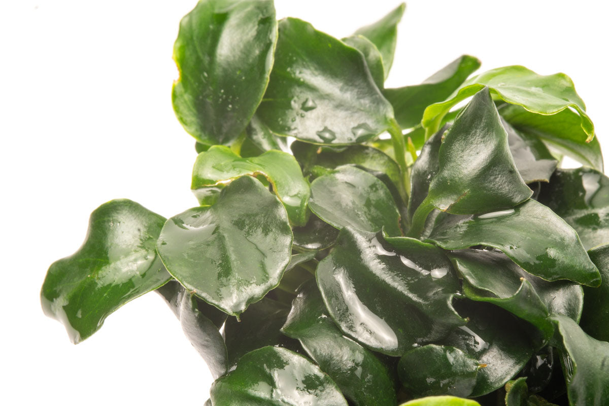 Anubias Barteri Dark Angel Aquatic Plant - Live Freshwater Aquarium Plant for Fish Tanks, Low Light & Easy Care - Perfect for Aquascaping, Shrimp Tanks & Natural Decor