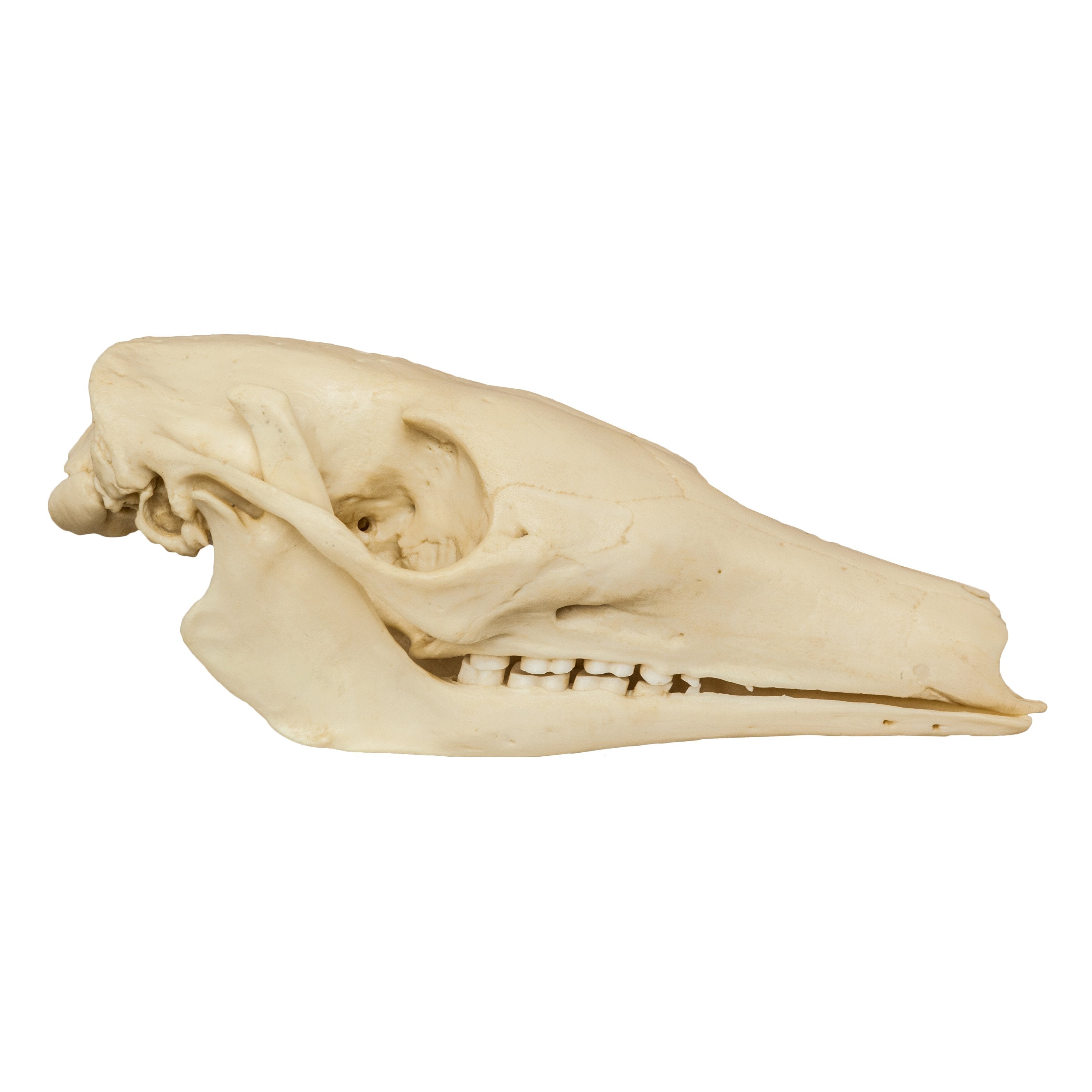 Authentic Replica Aardvark Skull - High-Quality Animal Skull Model for Science Education, Home Decor & Halloween Props