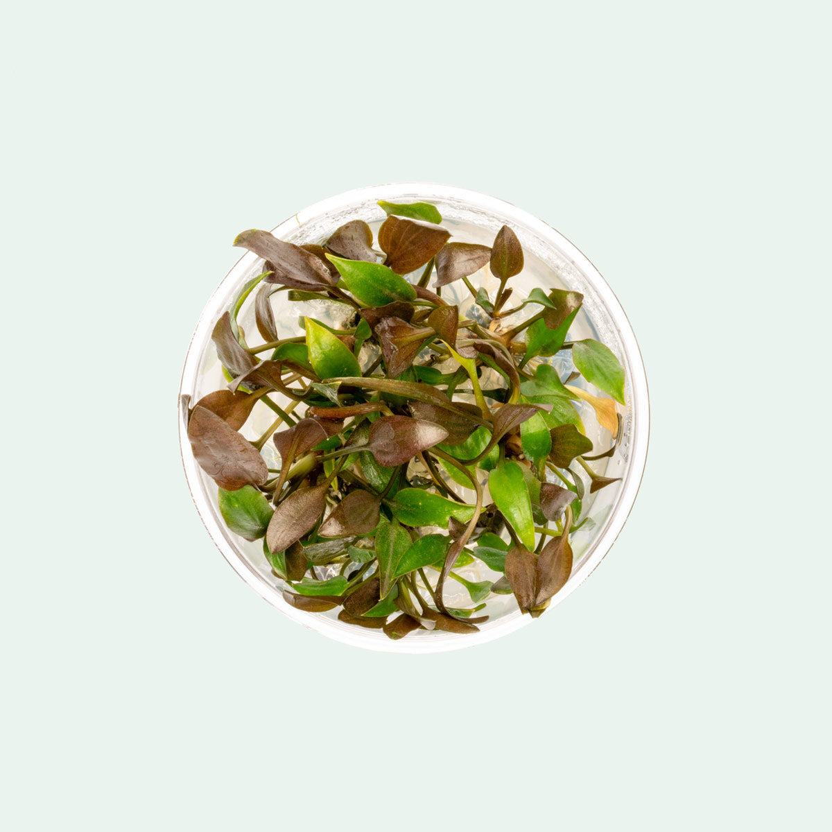 Cryptocoryne Undulatus Live Aquarium Plant Tissue Culture - Easy Low Light Aquatic Plant for Fish Tanks, Aquascaping & Freshwater Aquariums