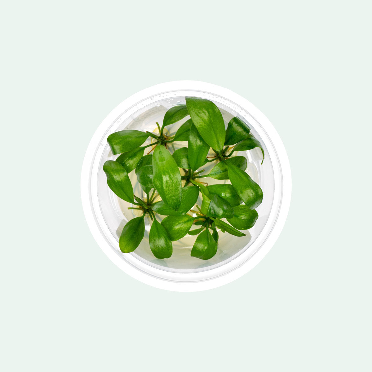 Anubias Barteri Gigantea - Large Aquatic Plant for Freshwater Aquariums | Perfect for Fish Tanks, Aquascaping & Low Light Environments