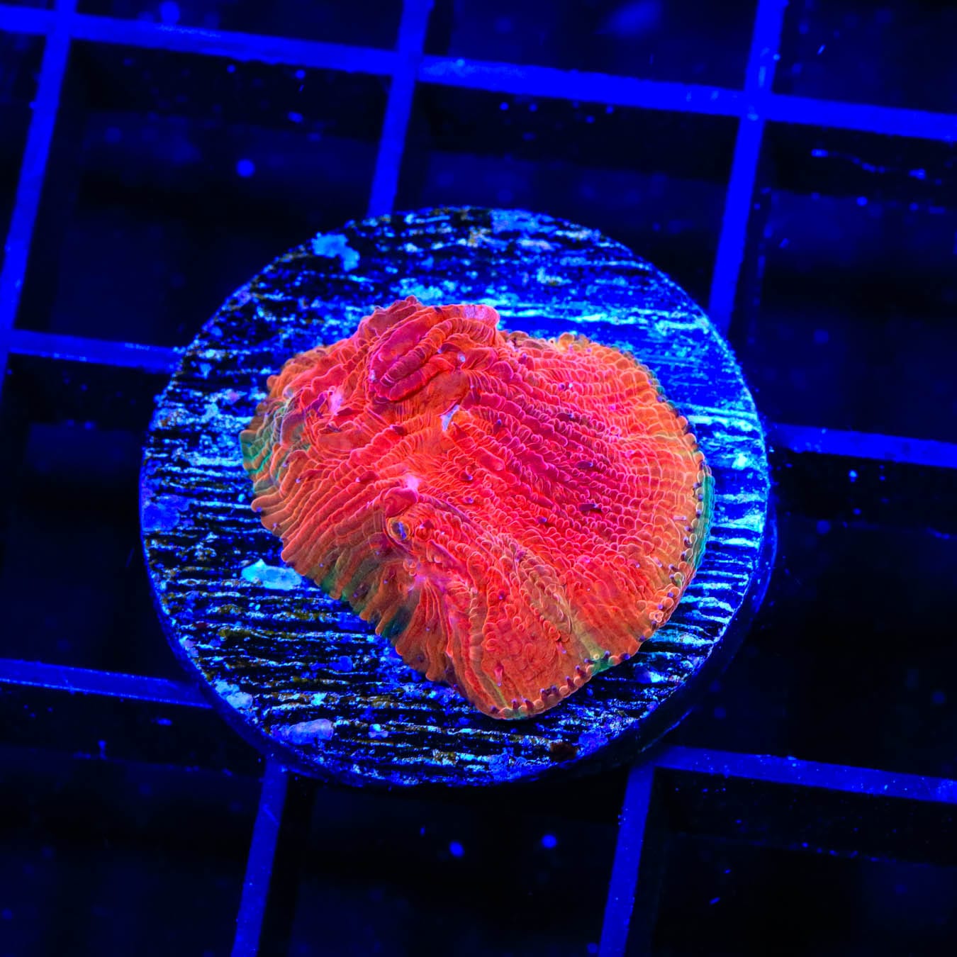 Diablo Diaseris Plate Coral for Saltwater Aquariums - Vibrant Live Coral for Reef Tanks, Marine Fish Tanks & Aquatic Displays