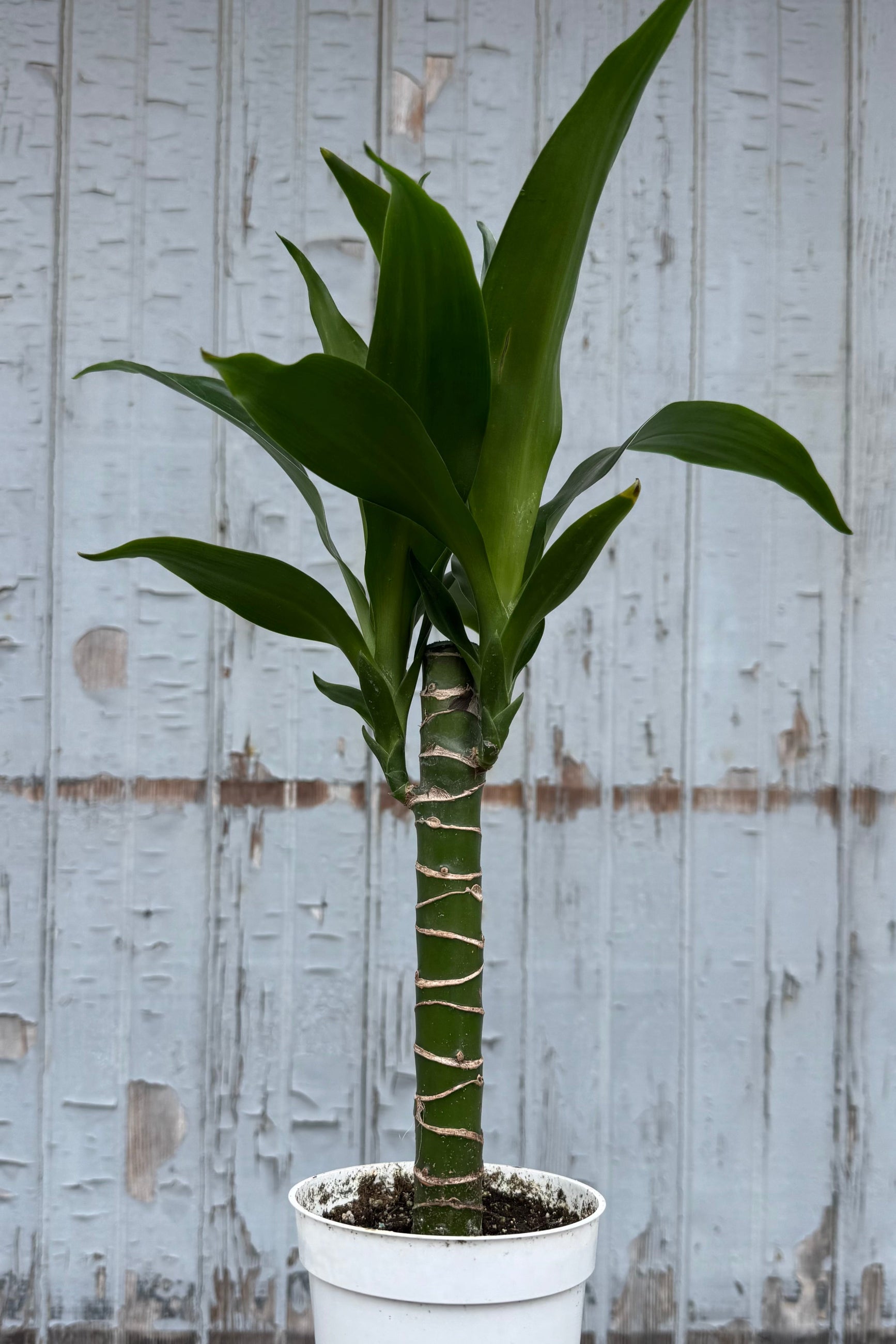 Dracaena 'Black Beauty' Cane - 4 Pack Indoor Plants for Home & Office Decor | Perfect for Living Room, Bedroom, and Workspace Air Purification