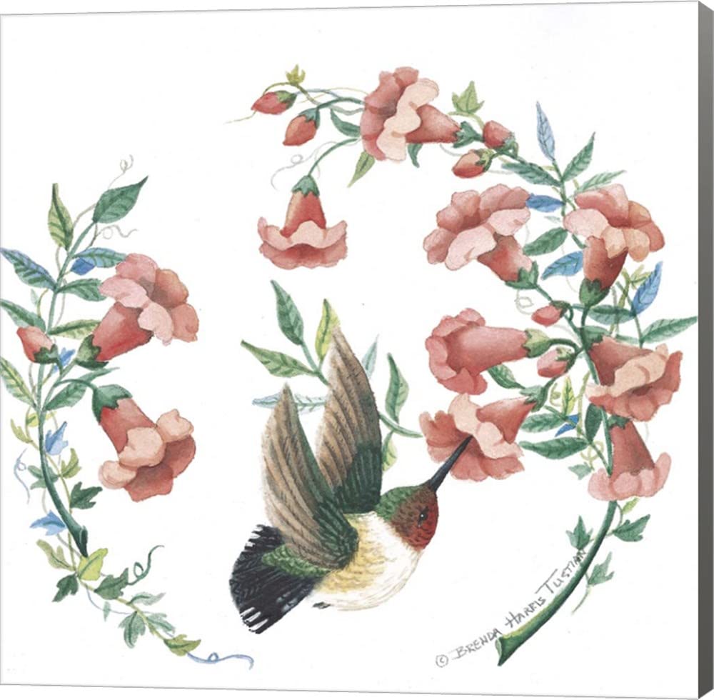 Male Broad-Tailed Hummingbird Canvas Wall Art - 28x28 Inch Museum Wrapped Painting with Gray Sides by Brenda Tustian - Perfect for Living Room, Bedroom or Office Decor