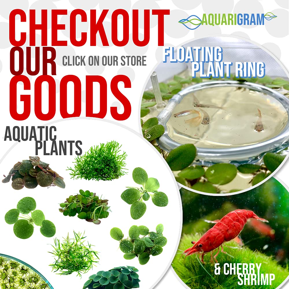 50+ Leaves Salvinia Minima Floating Plants for Aquarium - Live Water Spangles with Bonus Mystery Plant | Perfect for Fish Tanks, Shrimp Habitats & Aquatic Ecosystems
