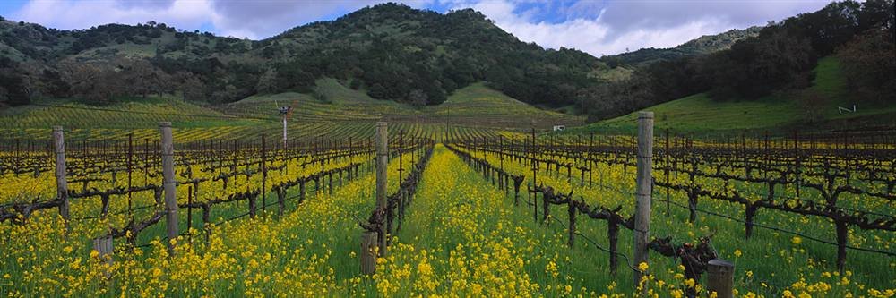 Peel & Stick Wall Mural - Mustard Plants in Napa Vineyard Wallpaper (36x12 inches) | Removable Self-Adhesive Decal for Bedroom, Living Room, Office Decor