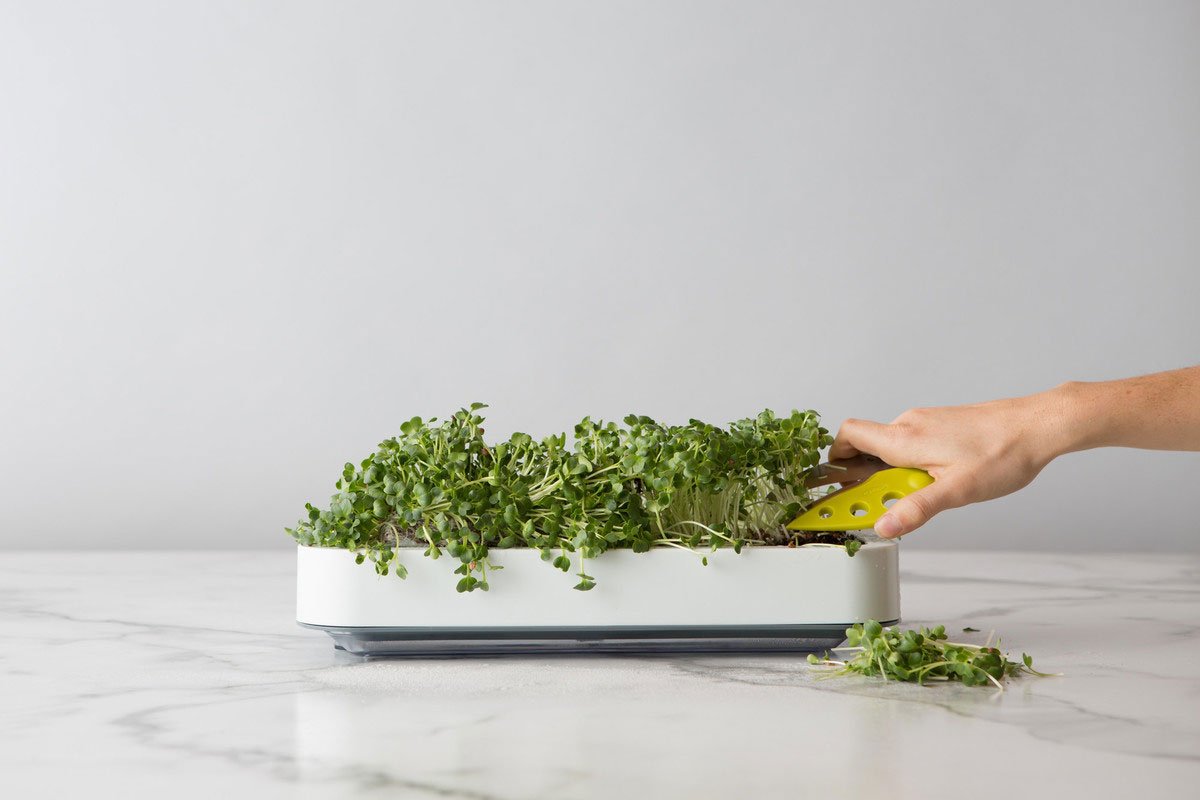 Chef'n Microgreens Indoor Herb Garden Kit - White | Fresh Greens Growing System for Kitchen, Salad & Healthy Cooking | Perfect for Windowsill, Countertop & Small Space Gardening