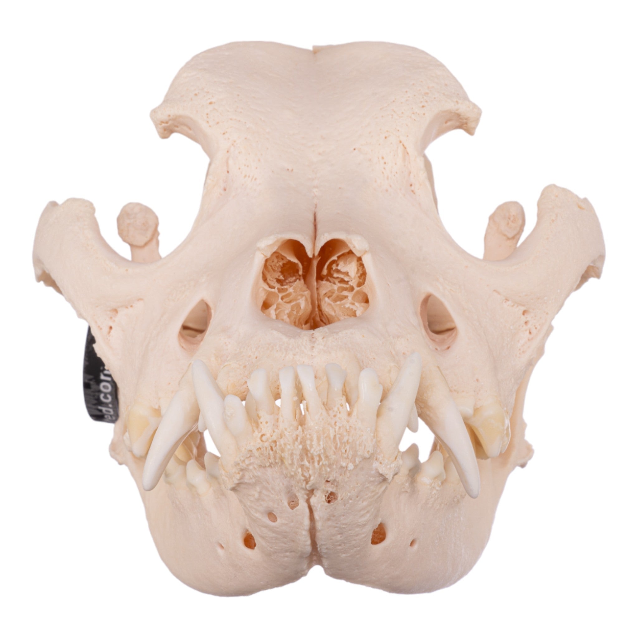 Authentic Real Domestic Dog Skull - Mastiff Breed - Perfect for Veterinary Studies, Halloween Decor & Taxidermy Collections