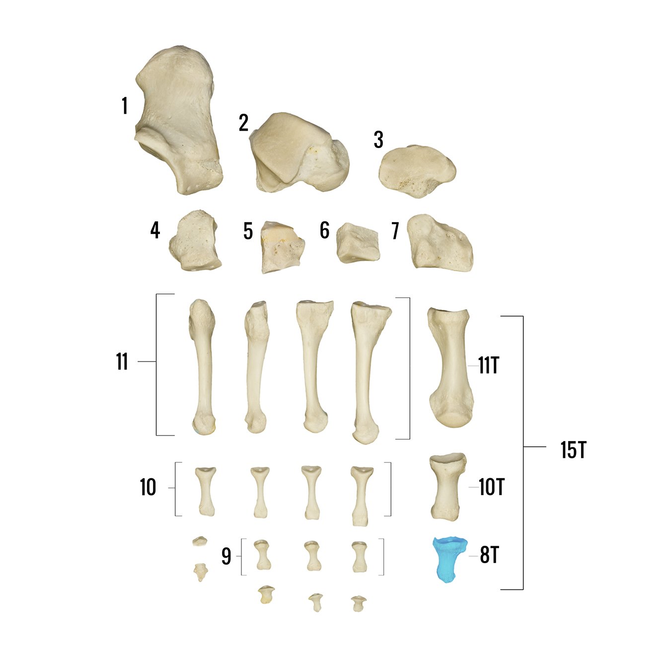 Real Human Foot Skeleton Model - Anatomically Accurate Individual Bones for Medical Study, Education & Display