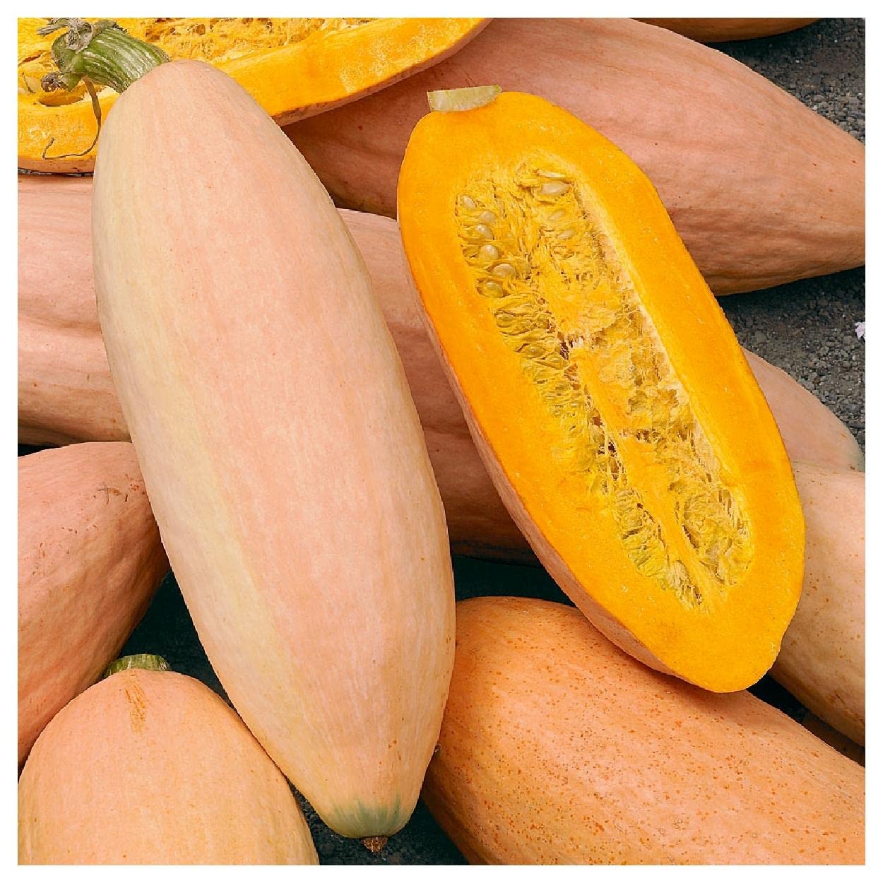 Organic Pink Banana Winter Squash Seeds - 1 Oz Gold Vault Packet by Everwilde Farms - Heirloom Seeds for Home Gardening, Cooking & Fall Decorations