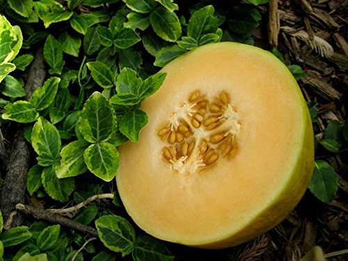 Premium Crenshaw Melon Seeds - 12 to 14 lbs Sweet Juicy Fruit (100 Seeds) for Home Gardening, Fresh Eating & Summer Recipes