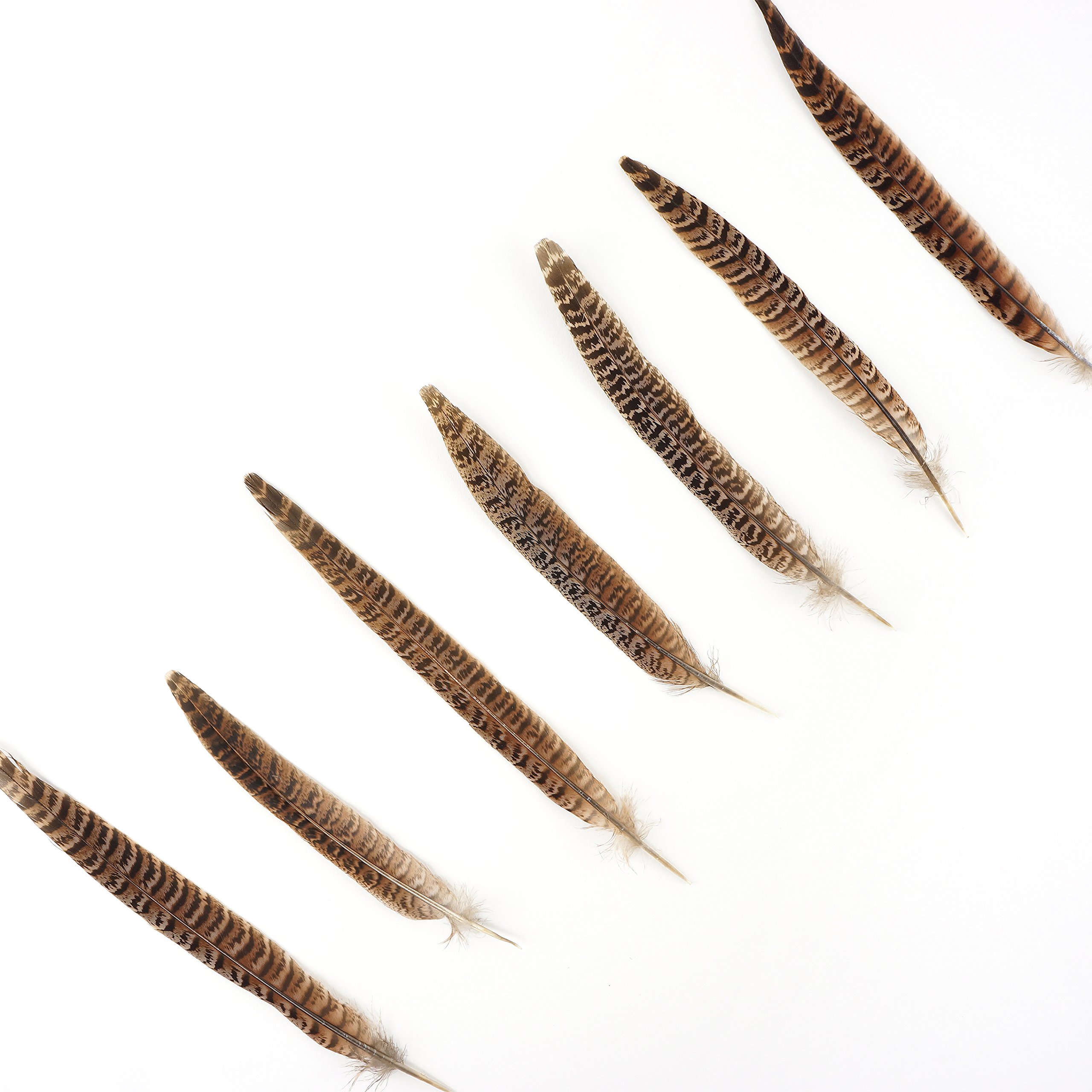 ZUCKER™ Natural Female Ringneck Pheasant Tail Feathers 8-10 Inch - for Fly Tying, Crafts, Jewelry Making & Home Decor