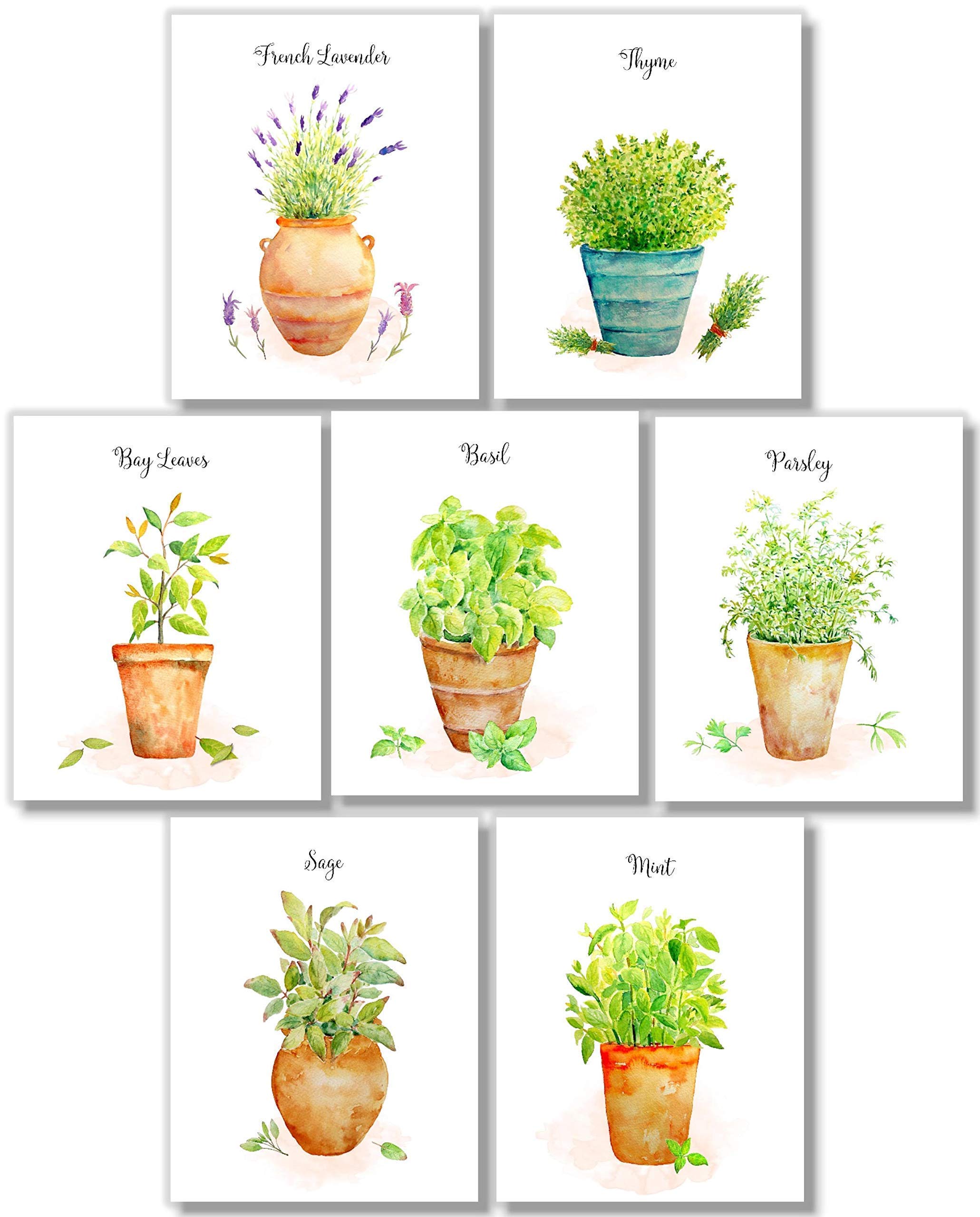 Farmhouse Kitchen Wall Art - Set of 7 Herb Prints in Pots, 8x10 Unframed Botanical Prints for Home Decor | Perfect for Country Style Kitchens, Dining Rooms & Cottage Interiors