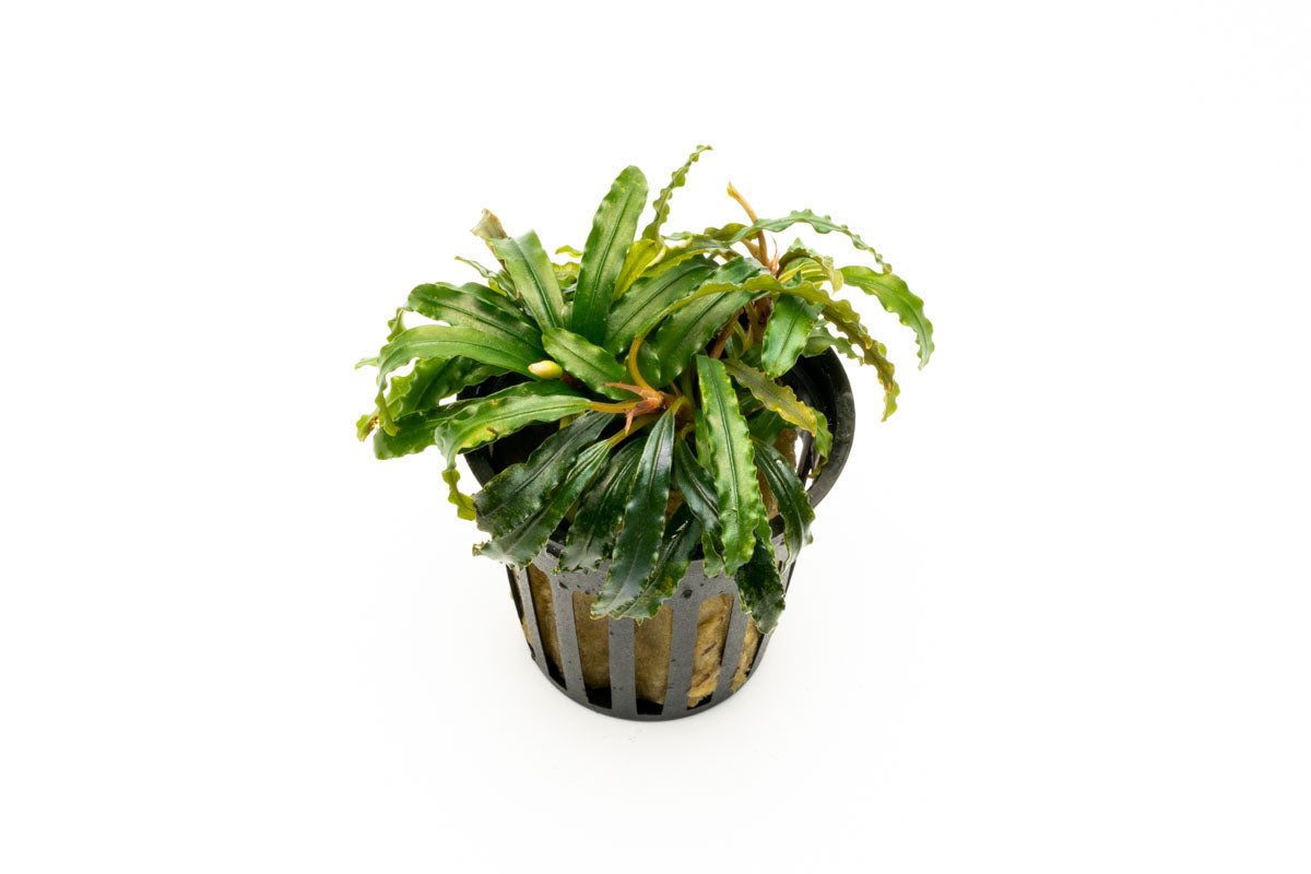 Bucephalandra Velvet 3 Color Aquatic Plant for Freshwater Aquariums - Perfect for Aquascaping, Nano Tanks & Shrimp Habitats