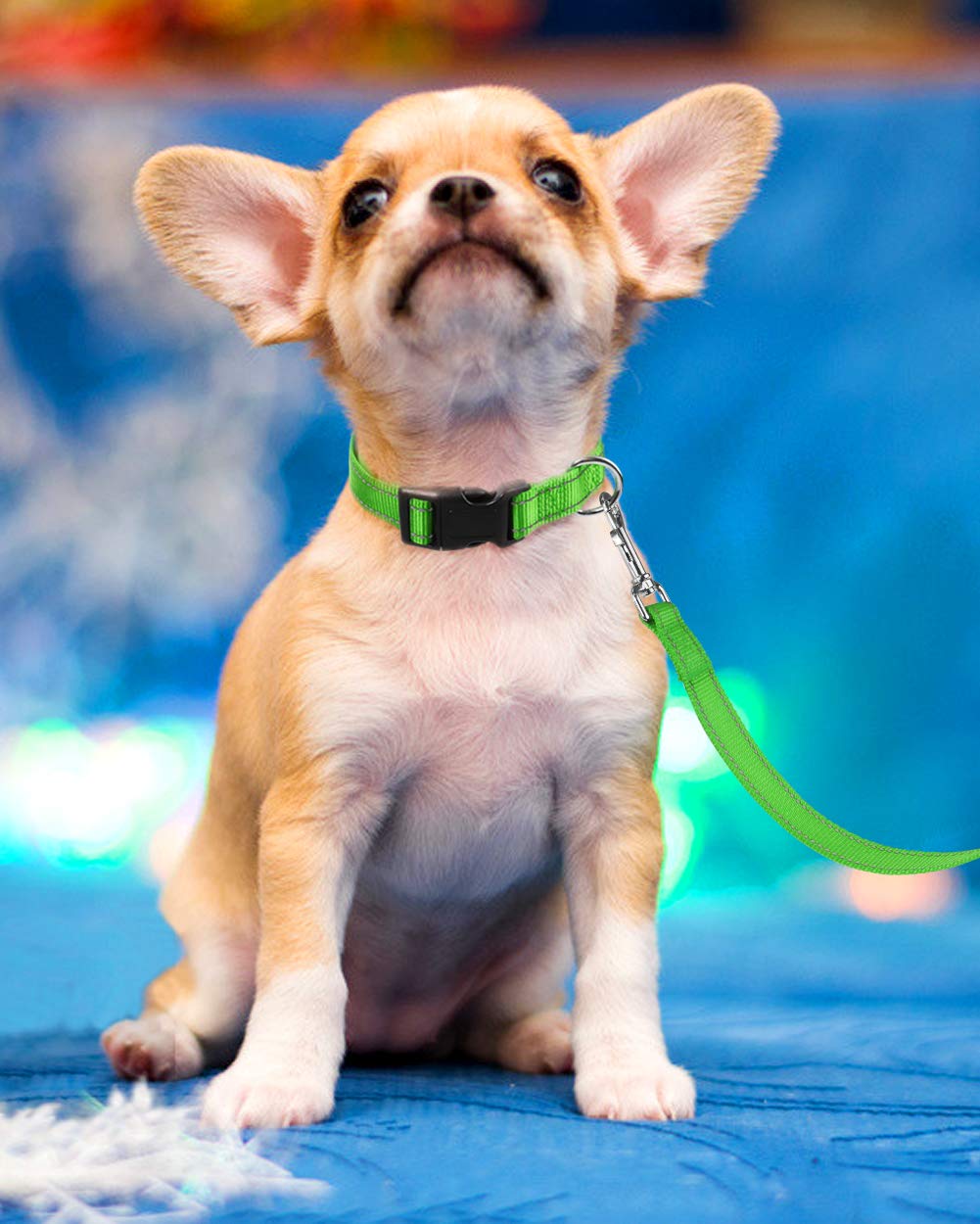 Reflective Nylon Dog Collar with Quick Release Buckle - Adjustable Puppy Collar for Small Dogs (5/8