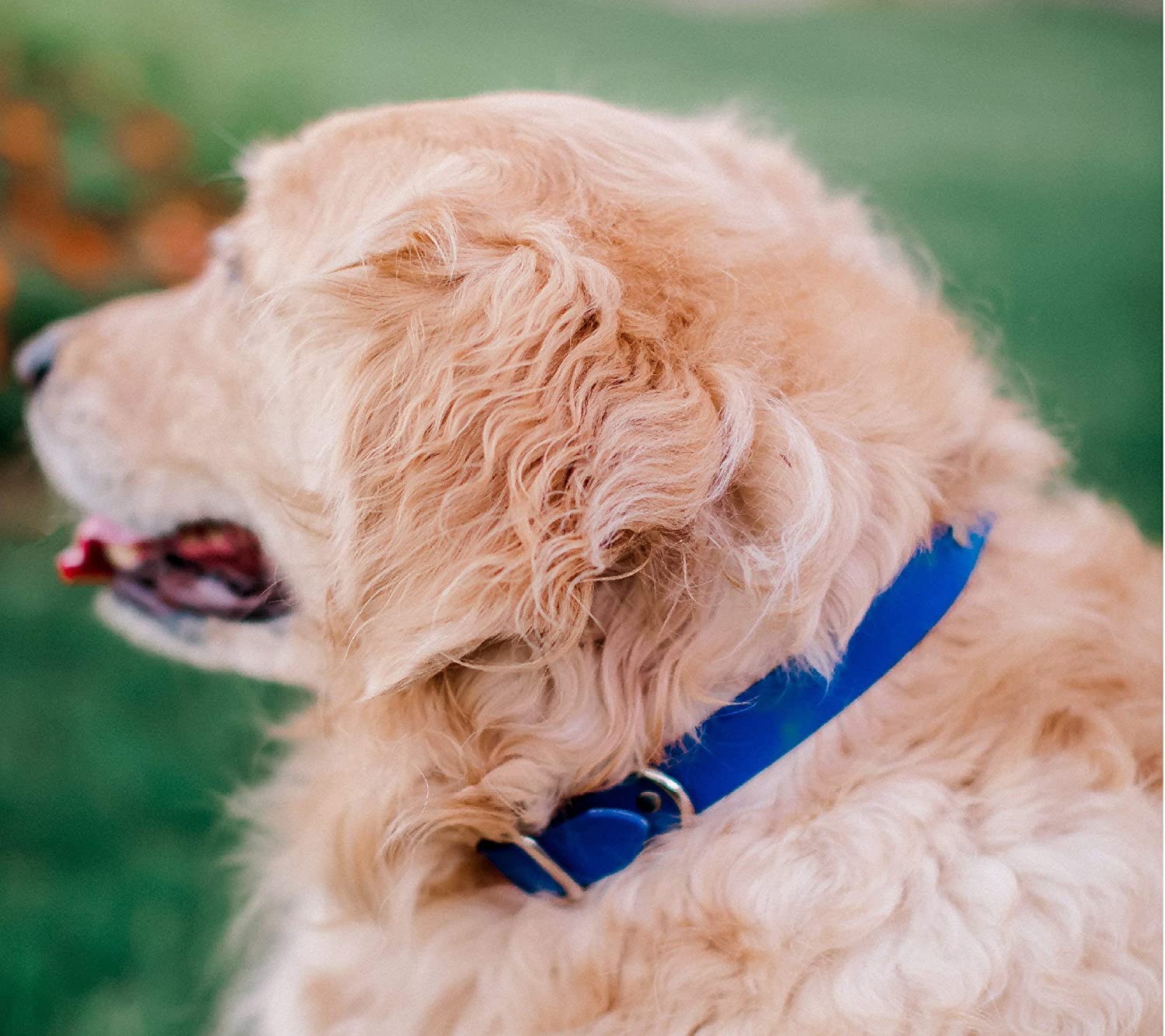Regal Dog Products Heavy Duty Blue Biothane Dog Collar - Adjustable, Chew Resistant & Waterproof with Double Buckle & D-Ring | Vinyl Coated for Comfort | Perfect for Large Dogs, Outdoor Adventures & Training Sessions