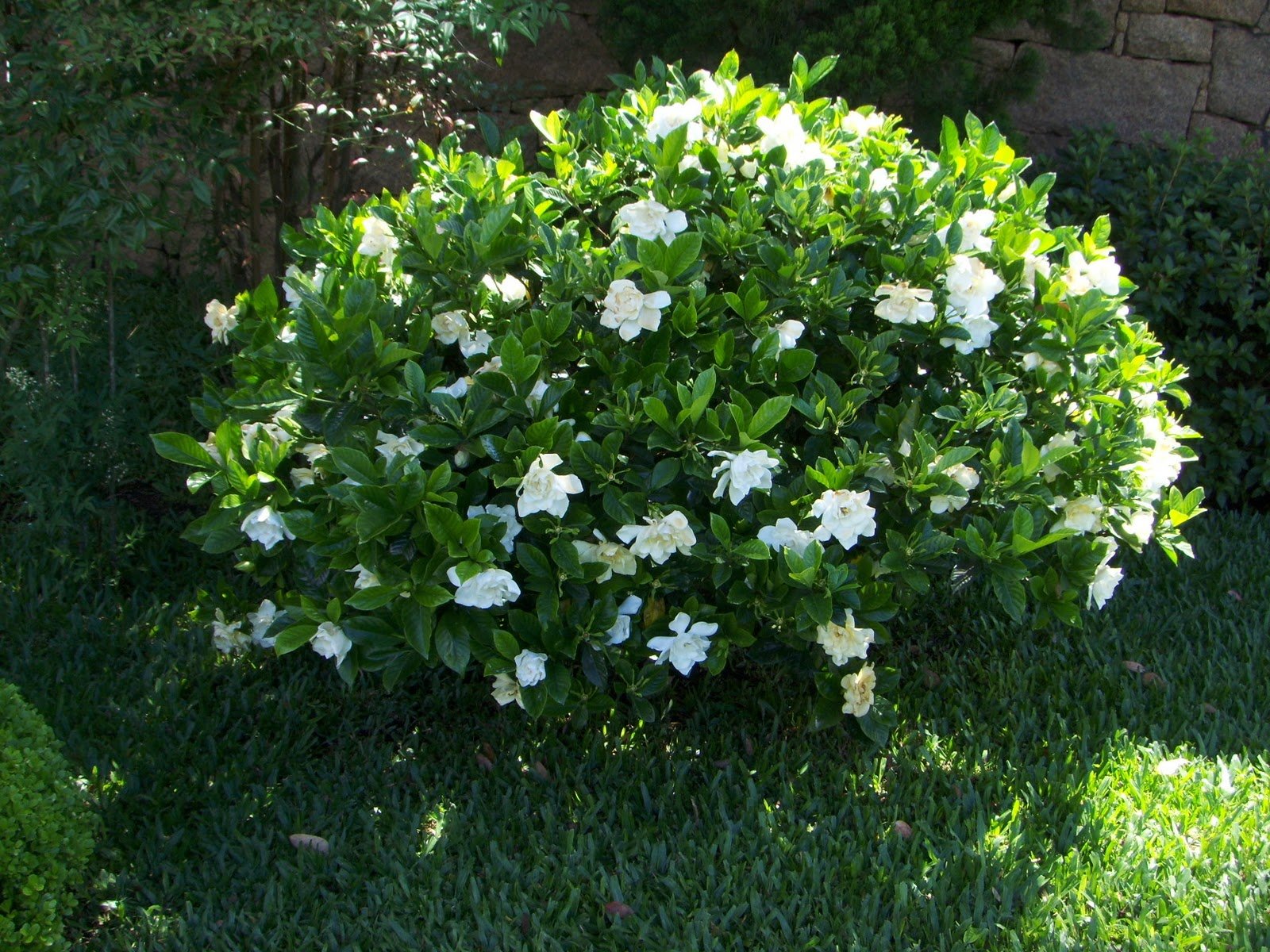 Gardenia Belmont - 60 Live Blooming Fragrant Ornamental Shrubs Plants for Landscaping, Garden Decor & Outdoor Planting