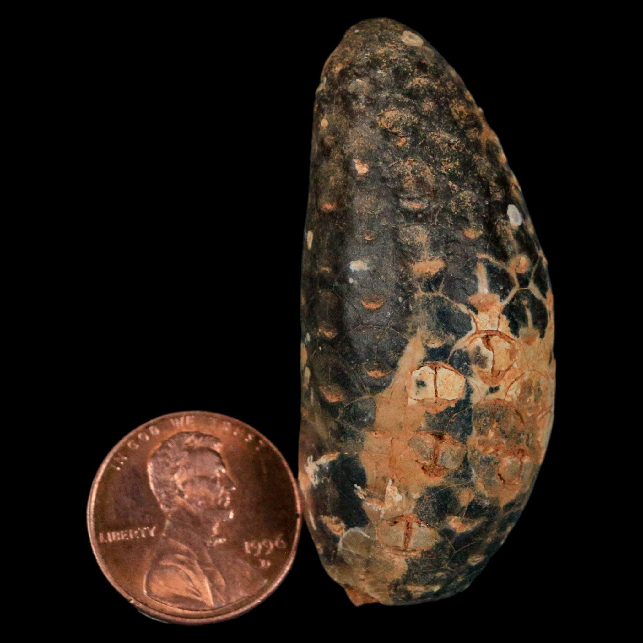 XL 2.1 Fossil Pine Cone Equicalastrobus Replaced By Agate - Eocene Age Seeds & Fruit Specimen for Collectors, Home Decor & Educational Display
