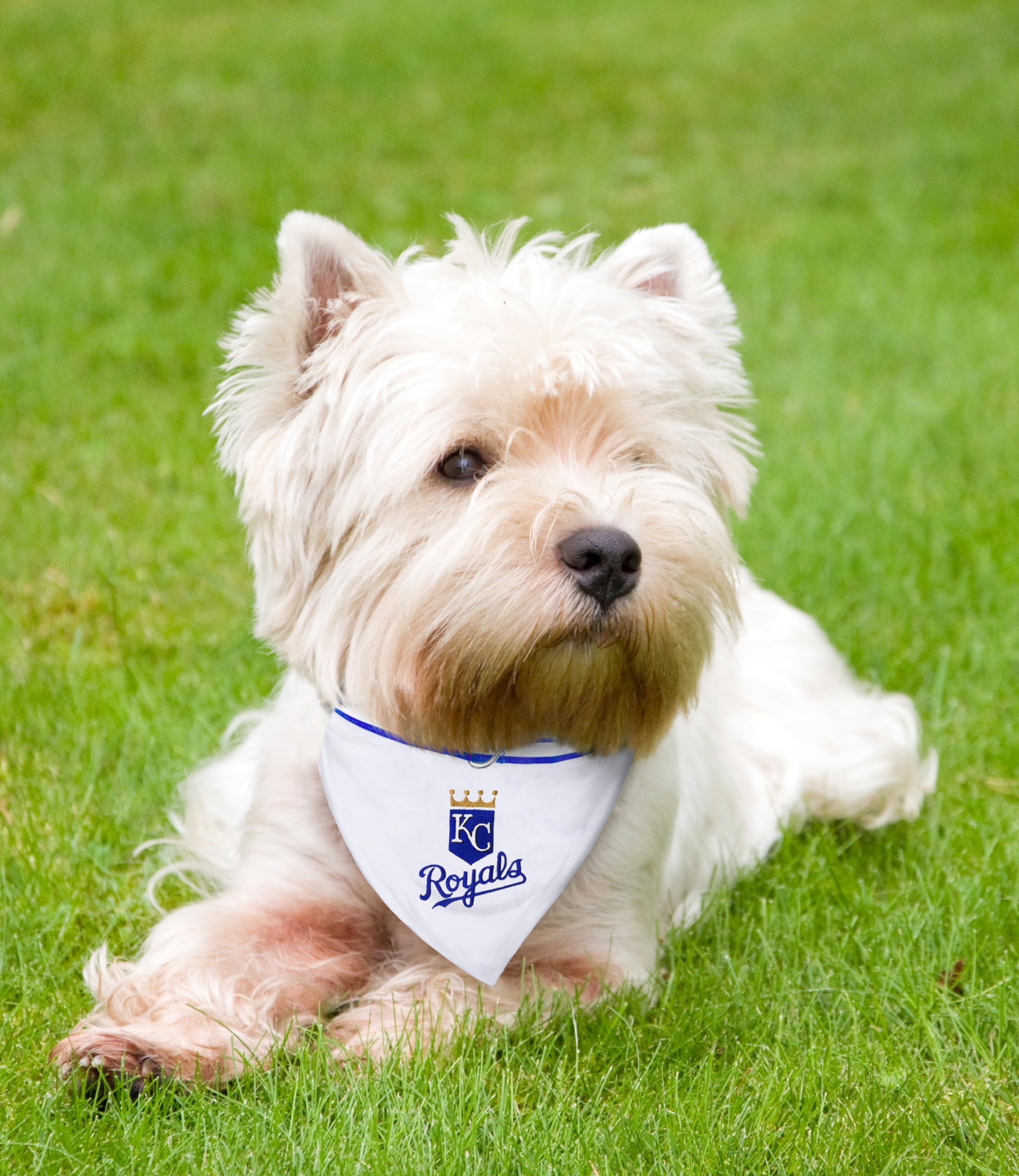Kansas City Royals Dog Bandana with Reflective Trim & Adjustable Collar - MLB Pet Bandana for Large Dogs - Perfect for Game Day, Walks & Pet Photos