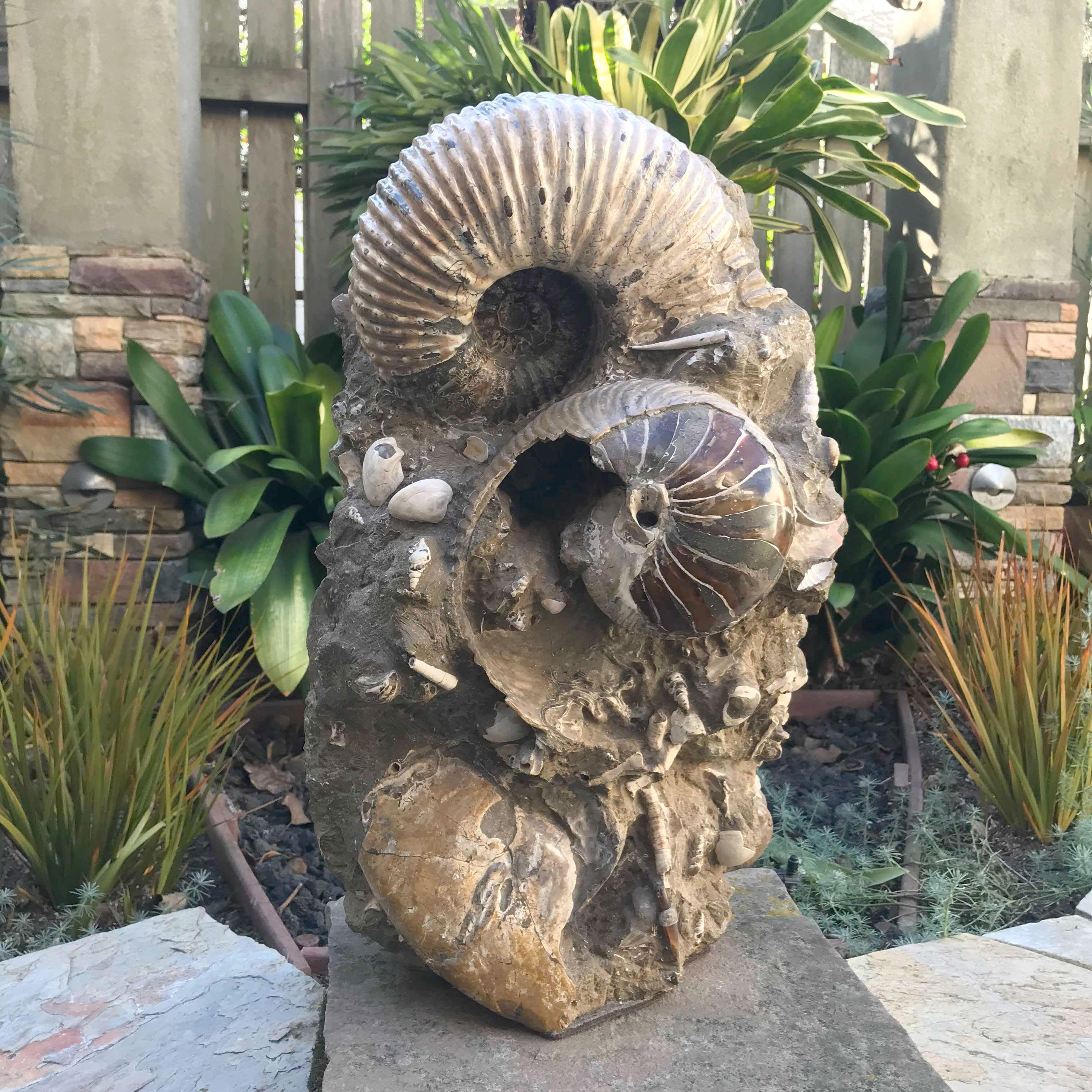 Extra Large Ammonite Mortality Plate - Genuine Fossil Specimen for Home Decor, Office Display & Educational Use | Perfect for Paleontology Enthusiasts & Interior Design