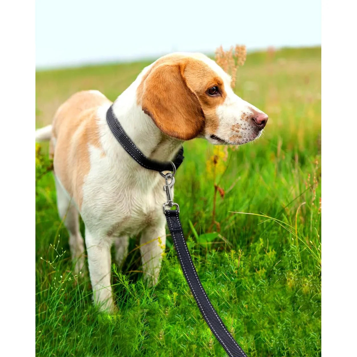 Reflective Dog Leash with Soft Padded Handle - Safe & Comfortable Walking Accessory for Small & Medium Dogs - Perfect for Night Walks, Jogging, and Outdoor Adventures