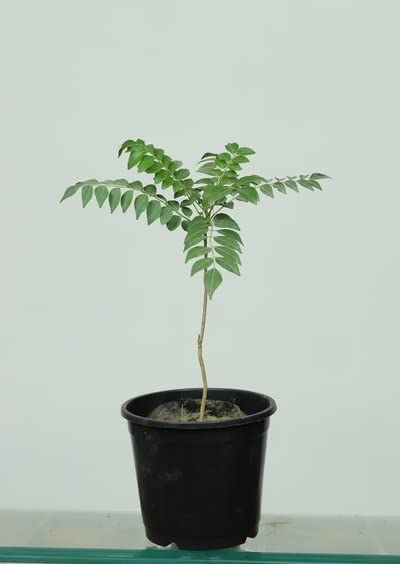 Fresh Live Kadi Patta/Mitha Neem Curry Leaves Plant in Pot - Outdoor Herb Garden Plant (Murraya koenigii) - Perfect for Indian Cooking, Ayurvedic Remedies & Home Gardening