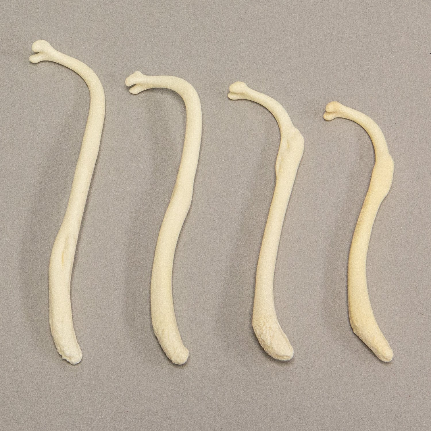 Authentic Real Raccoon Baculum Bone - Natural Healed Specimen for Oddity Collectors & Taxidermy - Perfect for Curio Cabinets, Gothic Decor, and Educational Displays