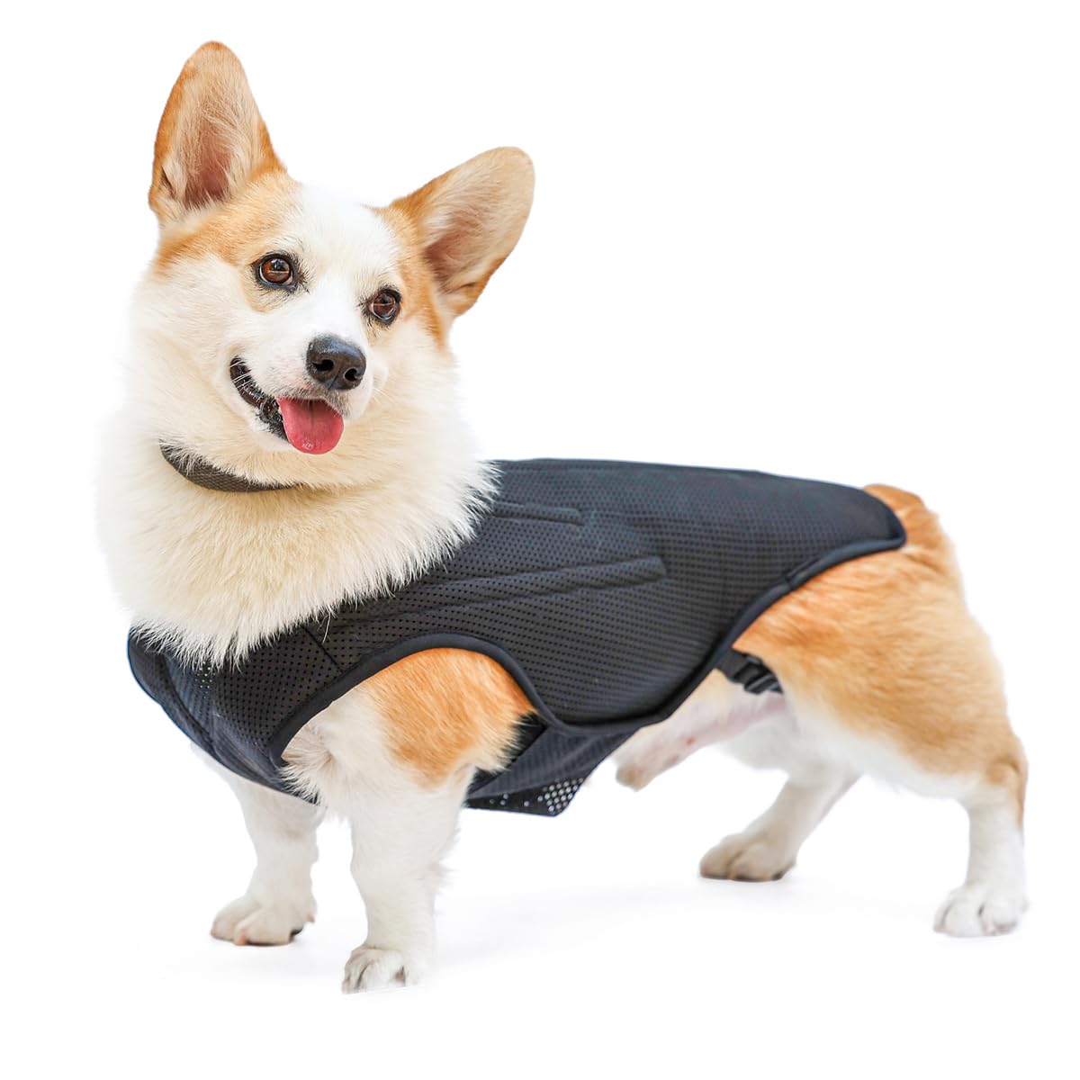 **IVDD Back Brace for Dogs - Adjustable Dog Back Support Vest for Dachshunds & Small Pets - Relief for Arthritis, Back Pain, Herniated Disc & Post-Surgery Recovery (Size S) - Ideal for Walks, Recovery & Daily Comfort**