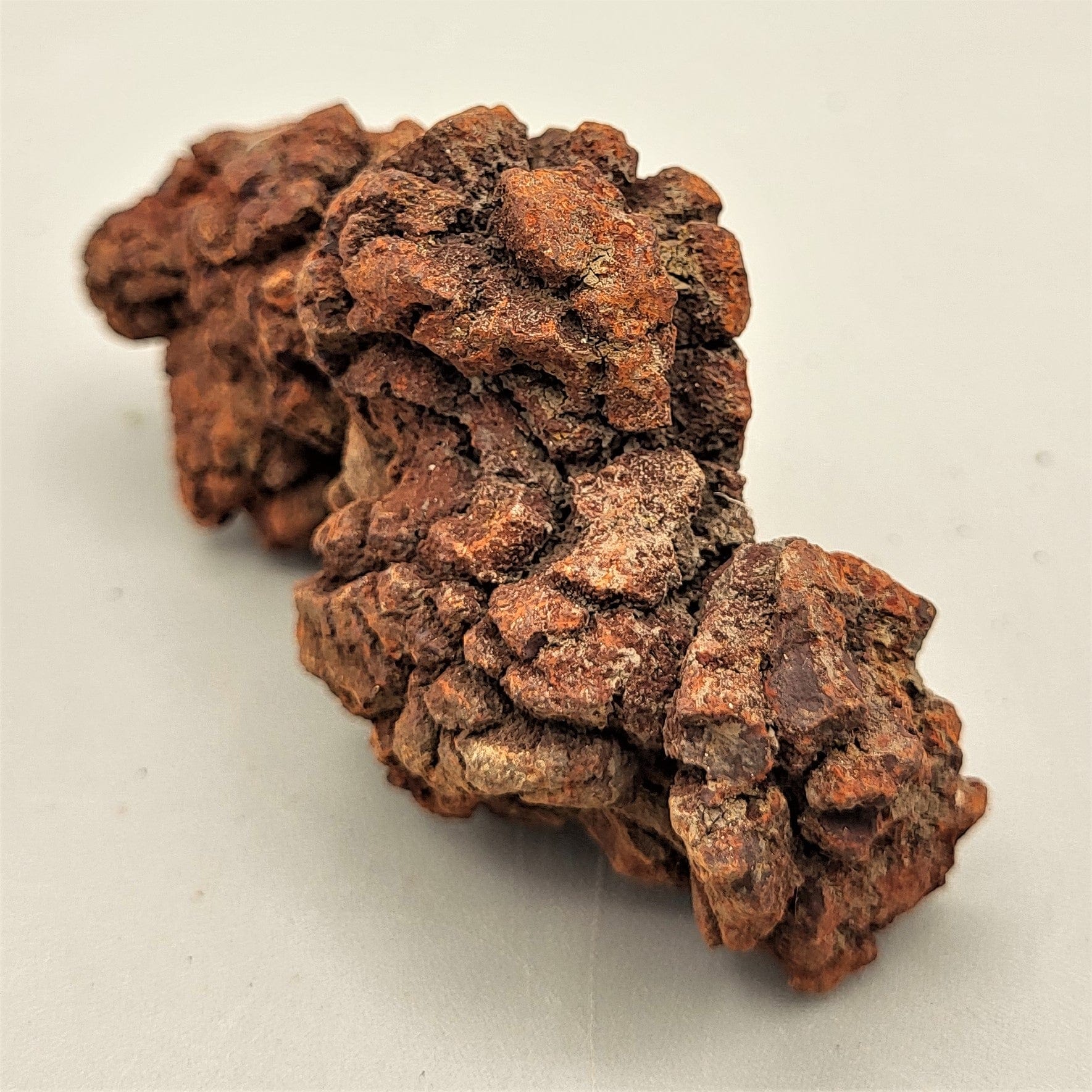 Authentic Coprolite Fossil Specimen - Dinosaur Poop Fossil for Collectors & Paleontology Enthusiasts | Perfect for Educational Displays, Science Projects & Unique Home Decor