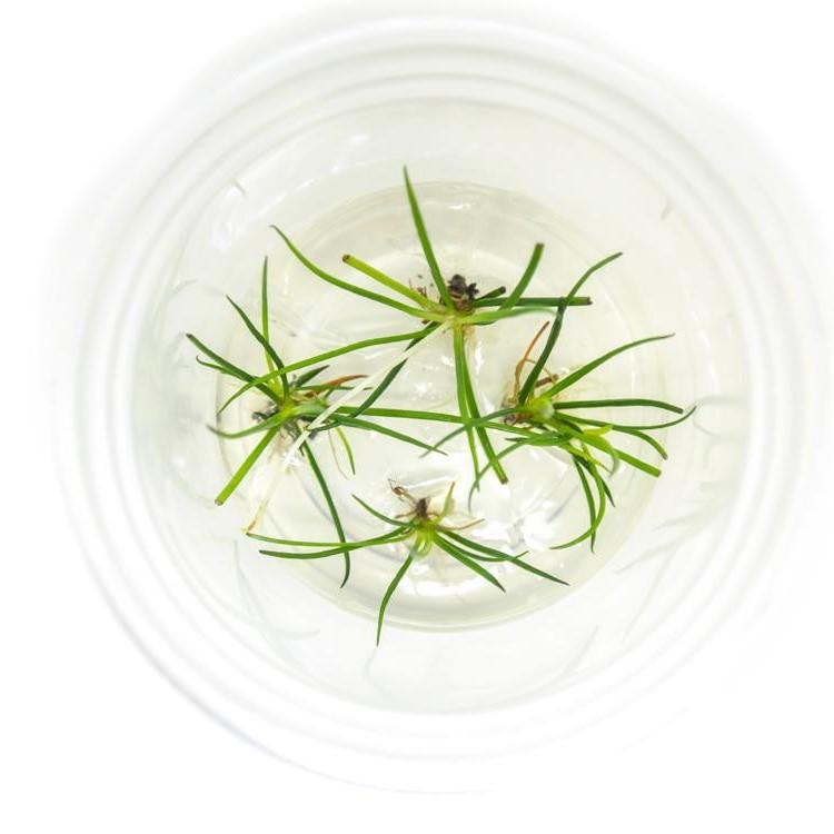 TCulture Littorella Uniflora (TC Cup) - Premium Aquatic Plant for Freshwater Aquariums | Ideal for Fish Tanks, Shrimp Habitats & Aquascaping Decor