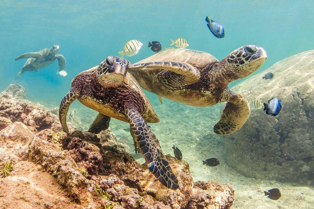 Honu Ohana Wooden Jigsaw Puzzle - 500 Piece Hawaiian Sea Turtle Puzzle for Adults & Kids - Perfect for Family Game Night, Stress Relief & Home Decor