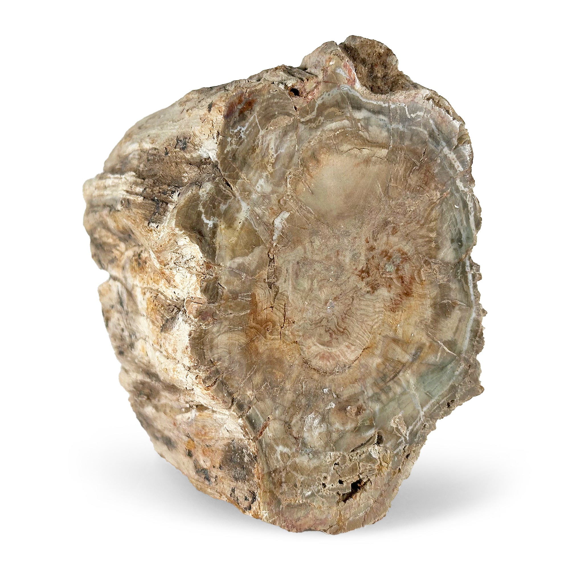 Natural Petrified Wood Slab - Unique Petrified Wood for Home Decor, Office Desk, and DIY Crafts | Perfect for Geode Displays, Bookends, and Zen Gardens