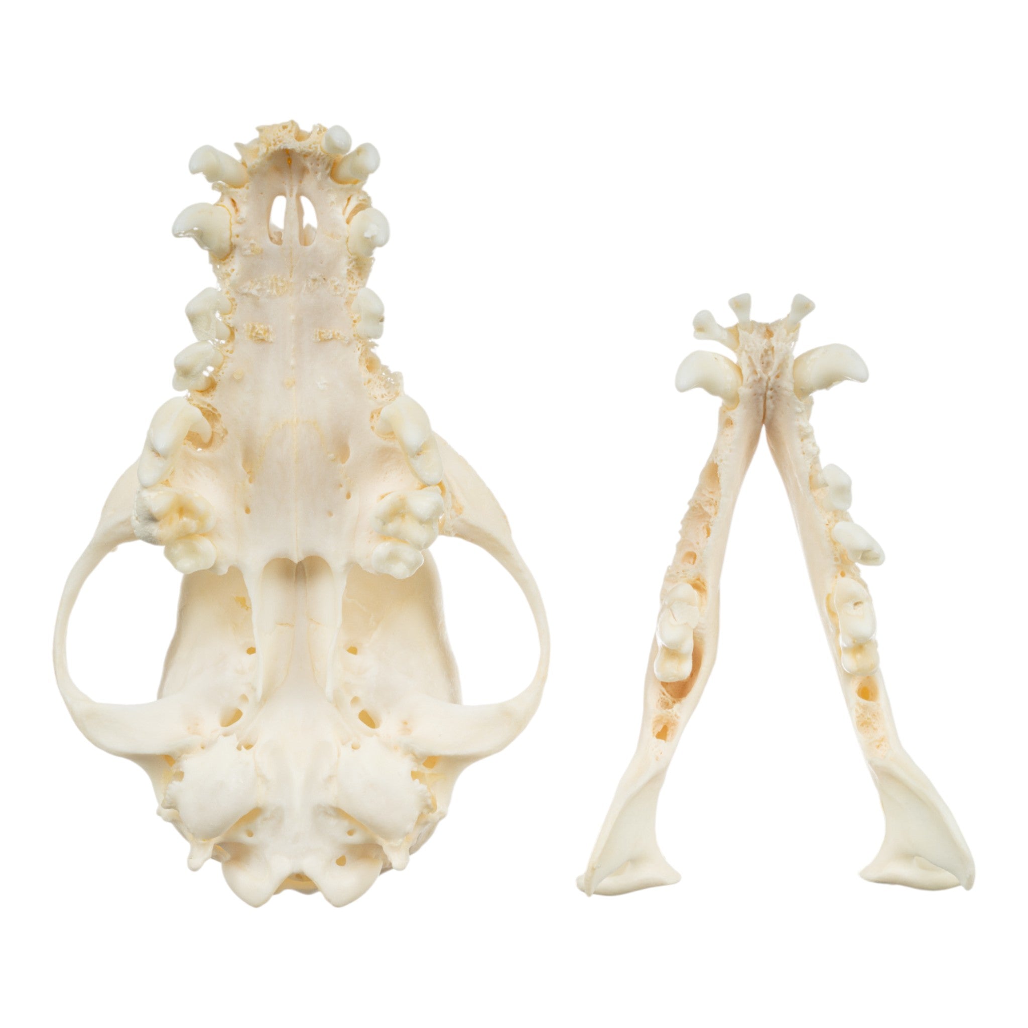 Authentic Corgi Dog Skull Specimen - Real Domestic Canine Skull for Veterinary Study, Dental Research & Halloween Decor